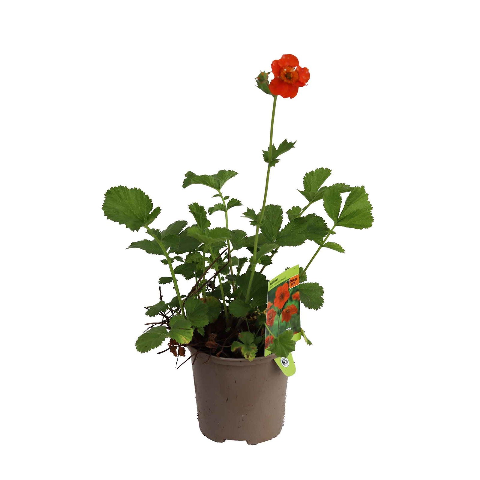 Geum coccineum 'Borisii' 1L