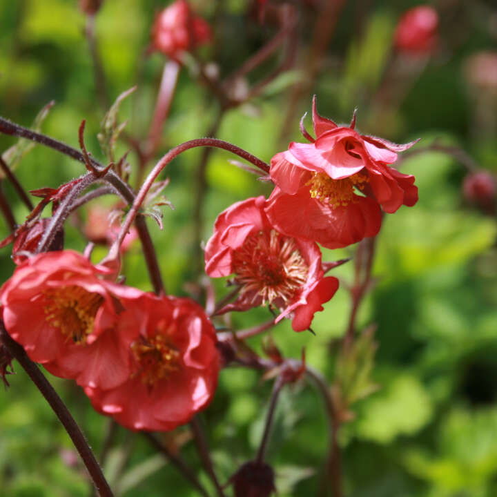 Geum hyb. 'Flames of Passion' 1L