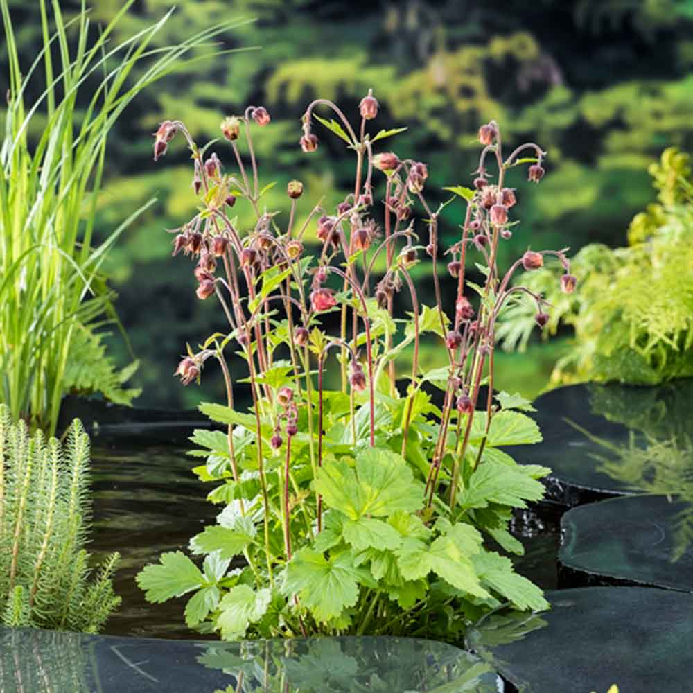 Geum rival