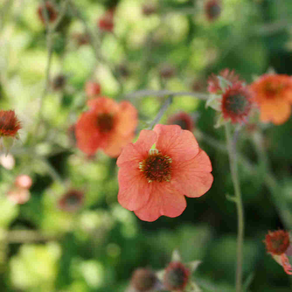Geum 'Totally Tangerine' 2L
