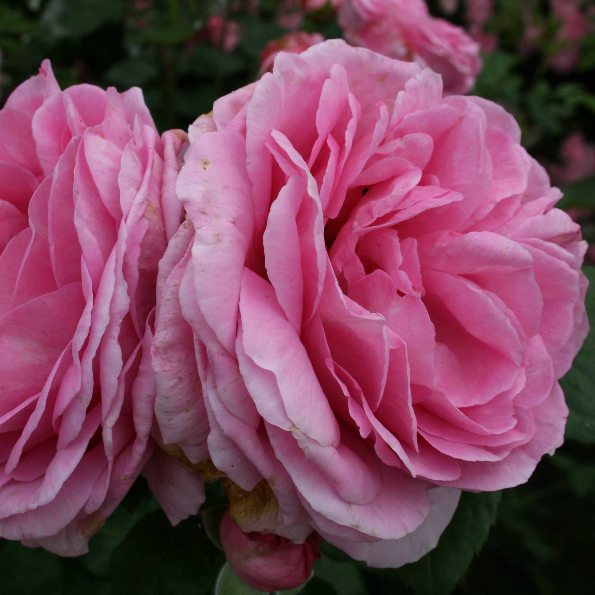 Rose 'Ghita Renaissance'