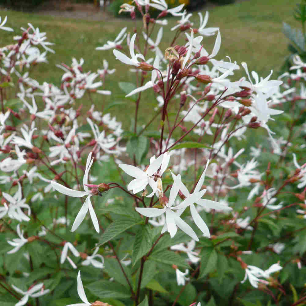 Gillenia trifoliata 2L