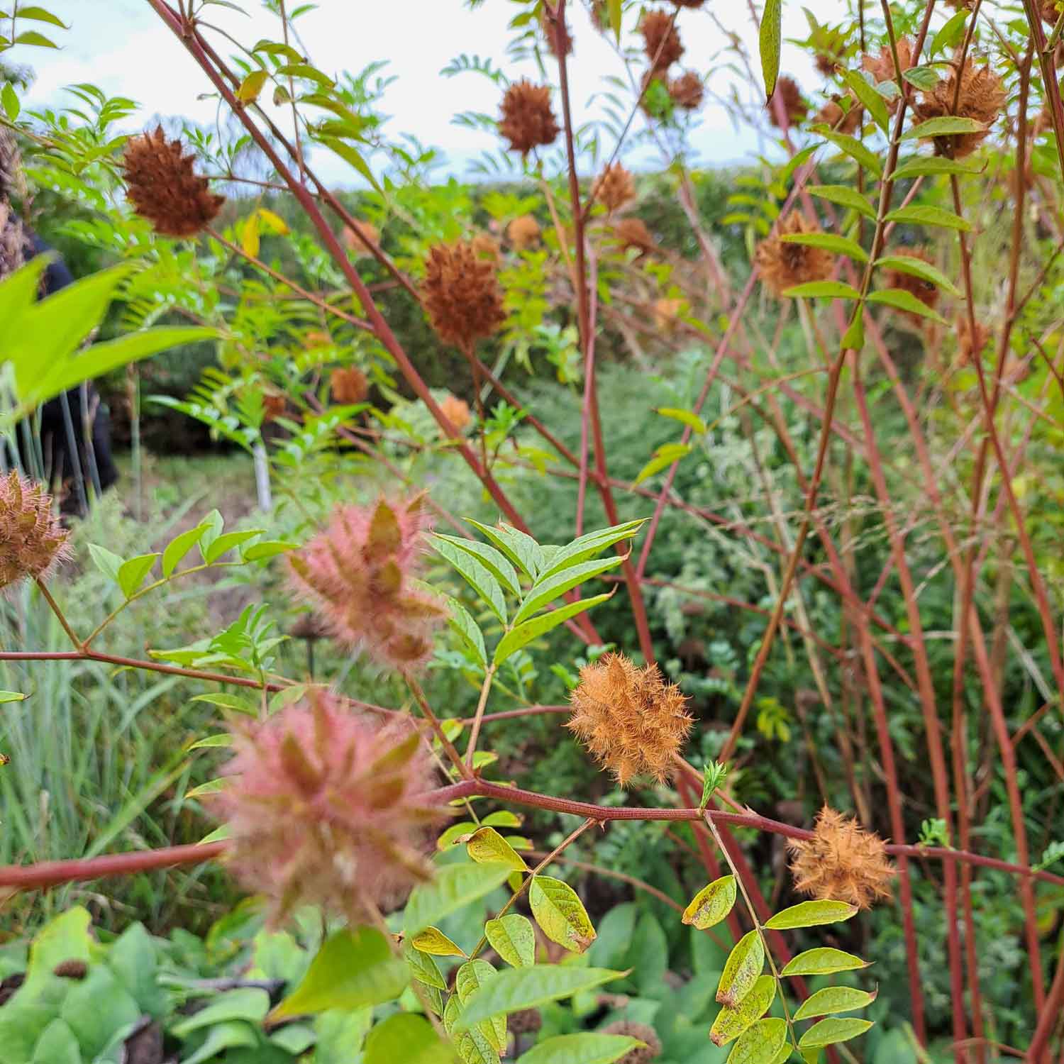 Glycyrrhiza Yunnanensis 2L