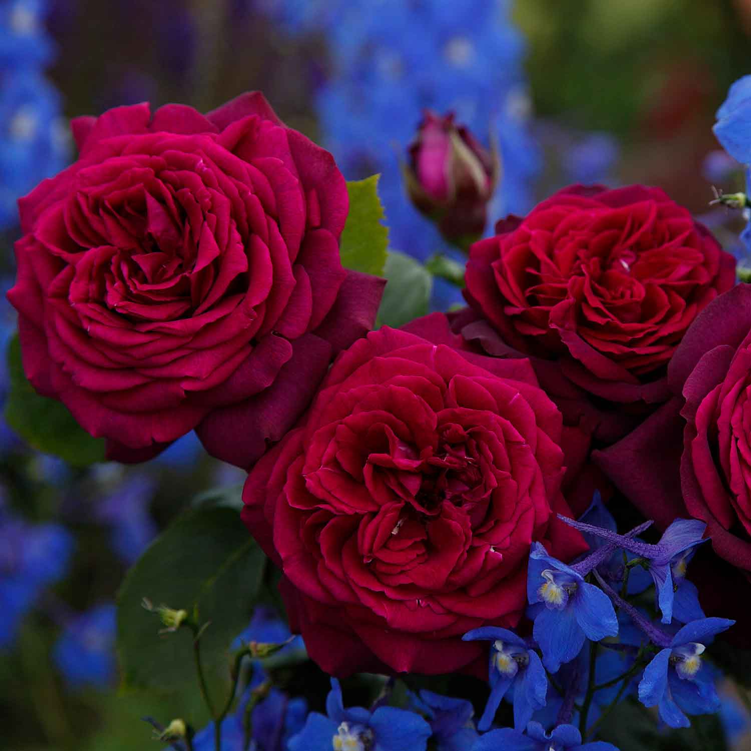 Rose Gräfin Diana