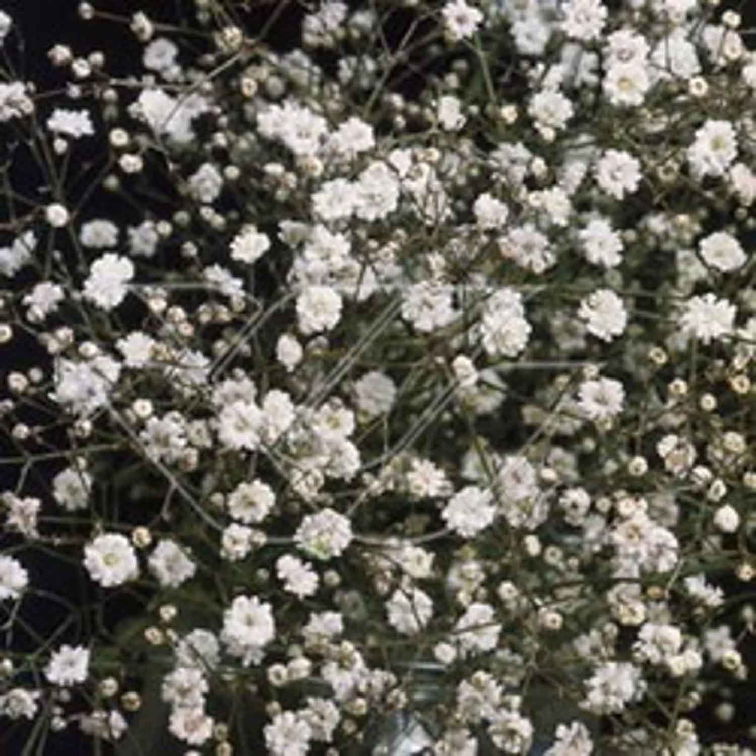 Gypsophila-panna. 'Bristol Fairy' P9