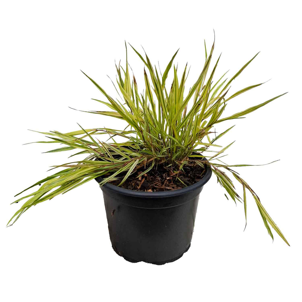 Hakonechloa macra 'Aureola' 2L