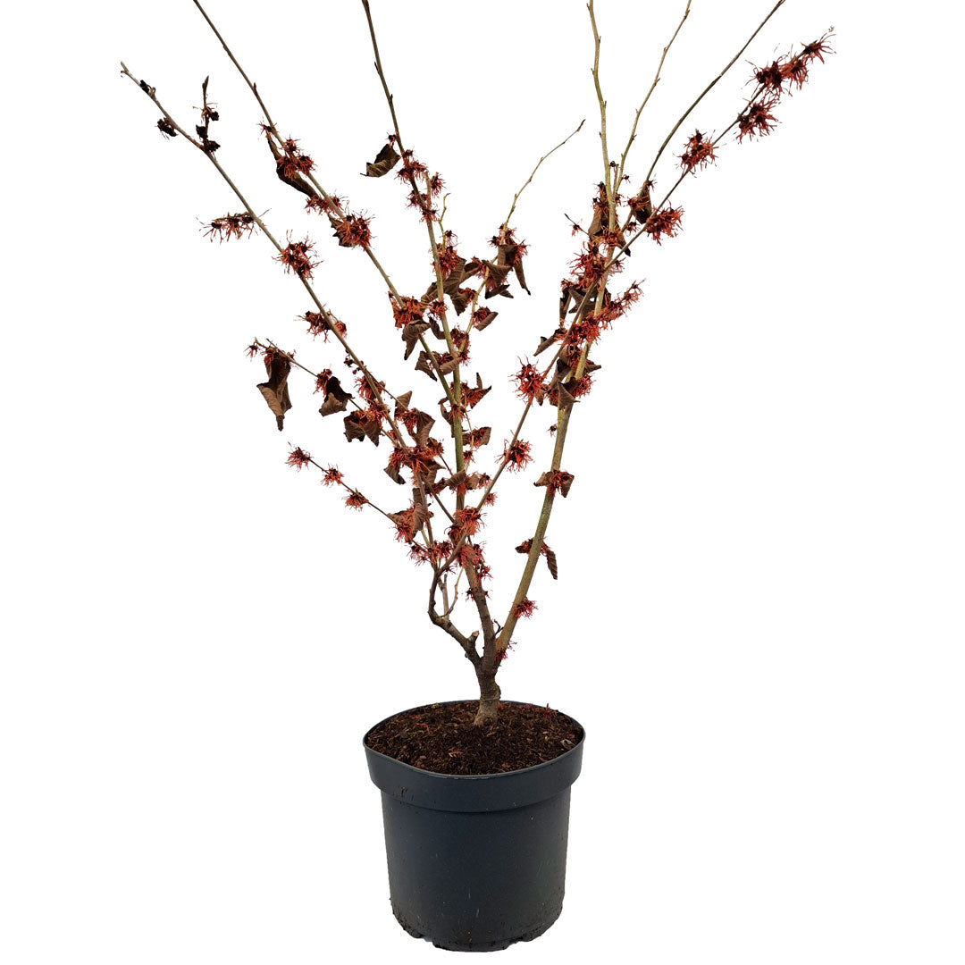 Trollhassel int. 'Fire Magic' 80-100 cm 10L