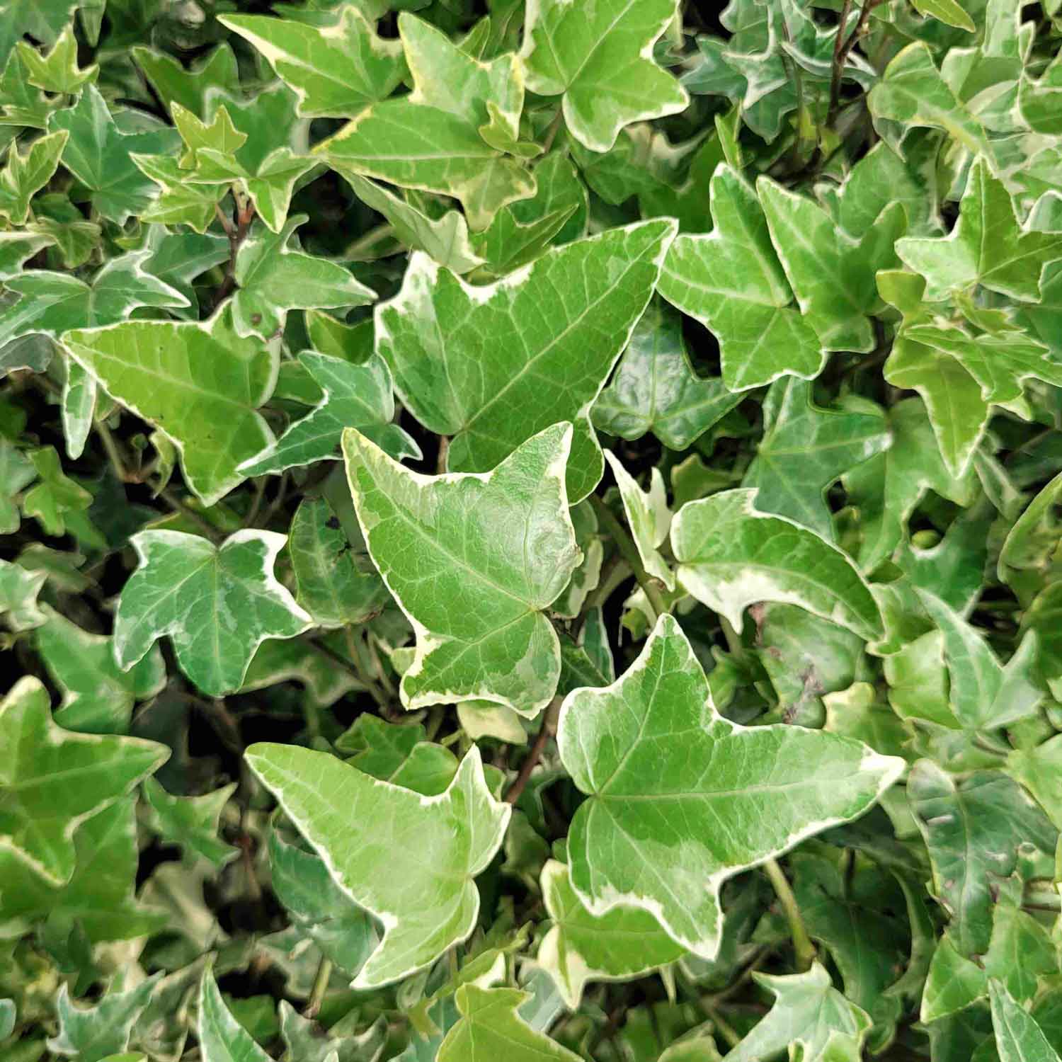 Hedera helix 'Glacier' C2 60-100