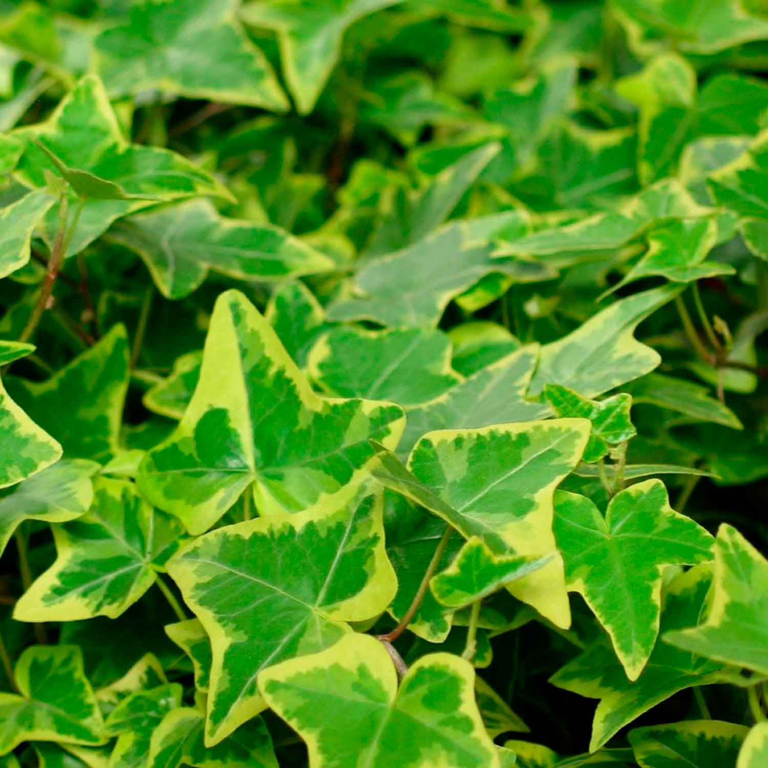 Hedera helix 'Goldchild' C2 60-100