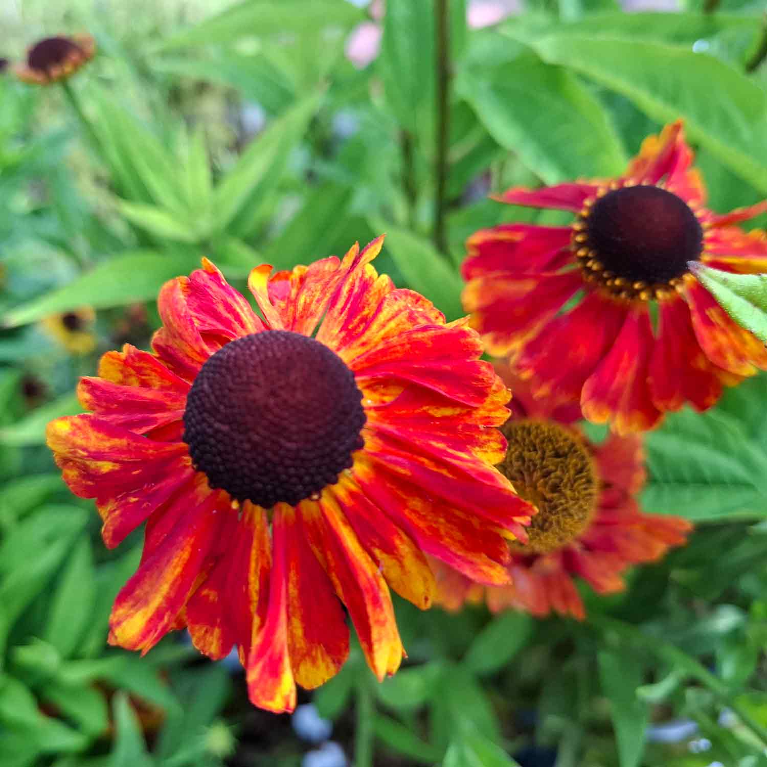 Helenium hybrid 'Sahin's Early Flowerer' 1L