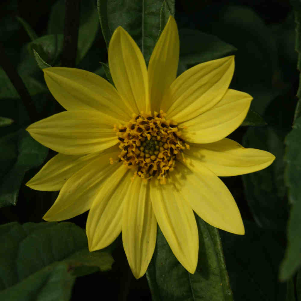Perenn solros - Helianthus hybrid 'Lemon Queen' 2 L
