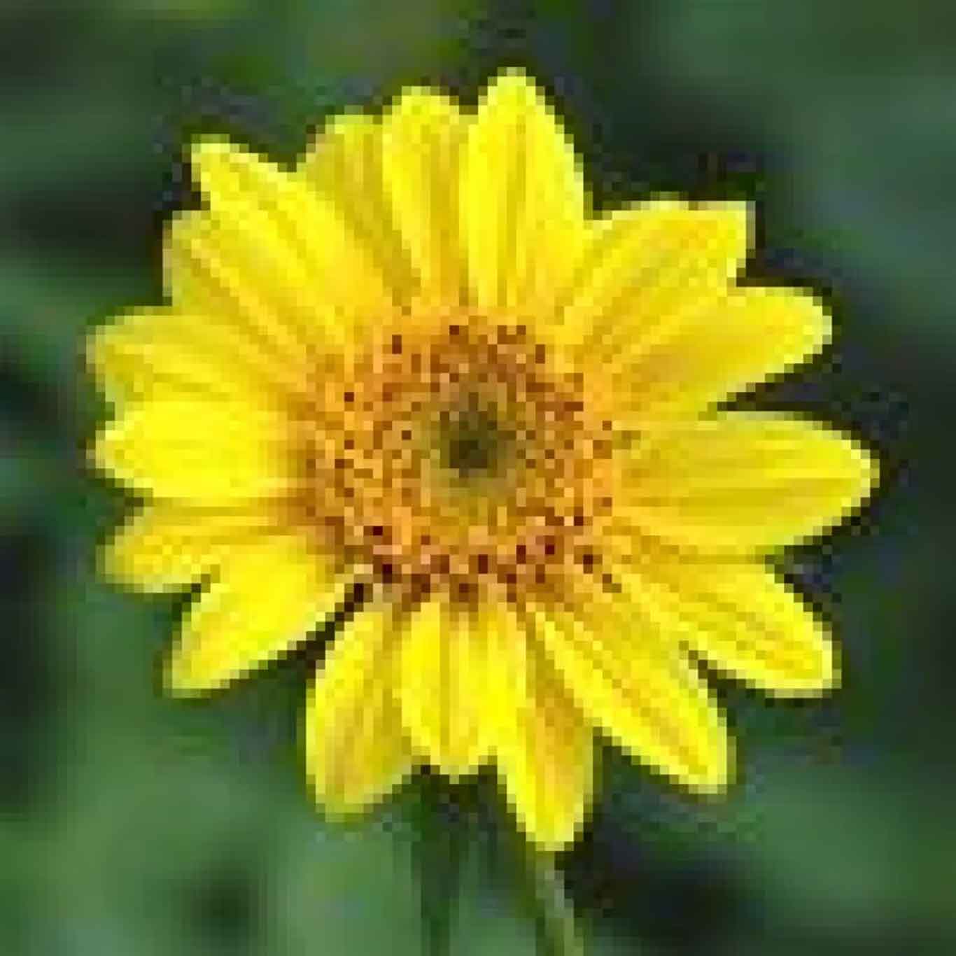 Helianthus dec. 'Capenoch Star' P9