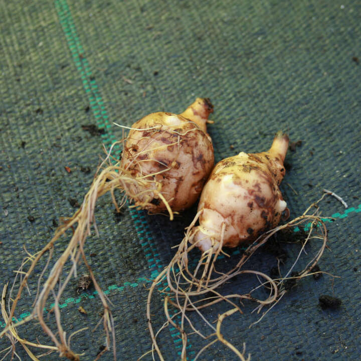 Jerusalem artichoke - Helianthus tuberosus 'Draga'