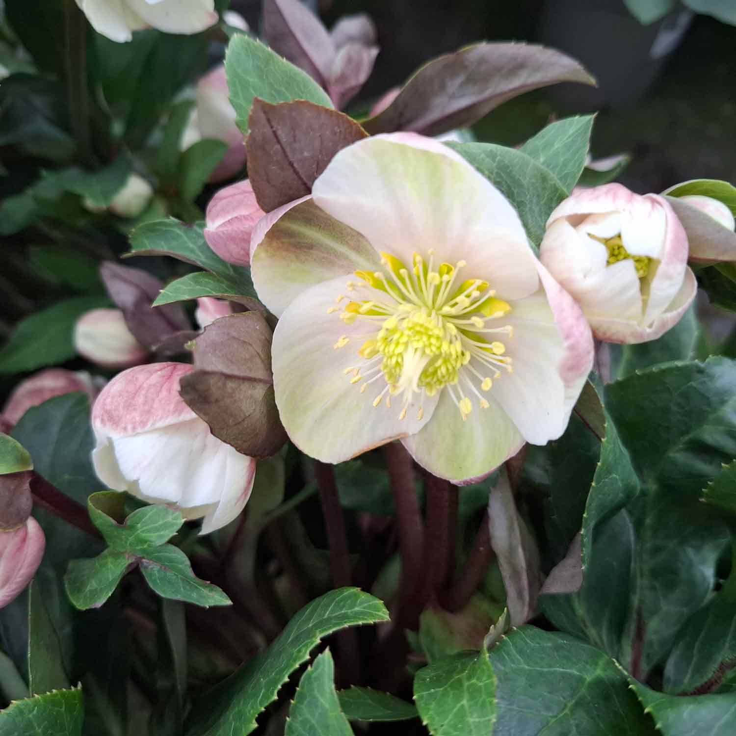 Helleborus Hybrid Gold Collect creme hvid 15cm