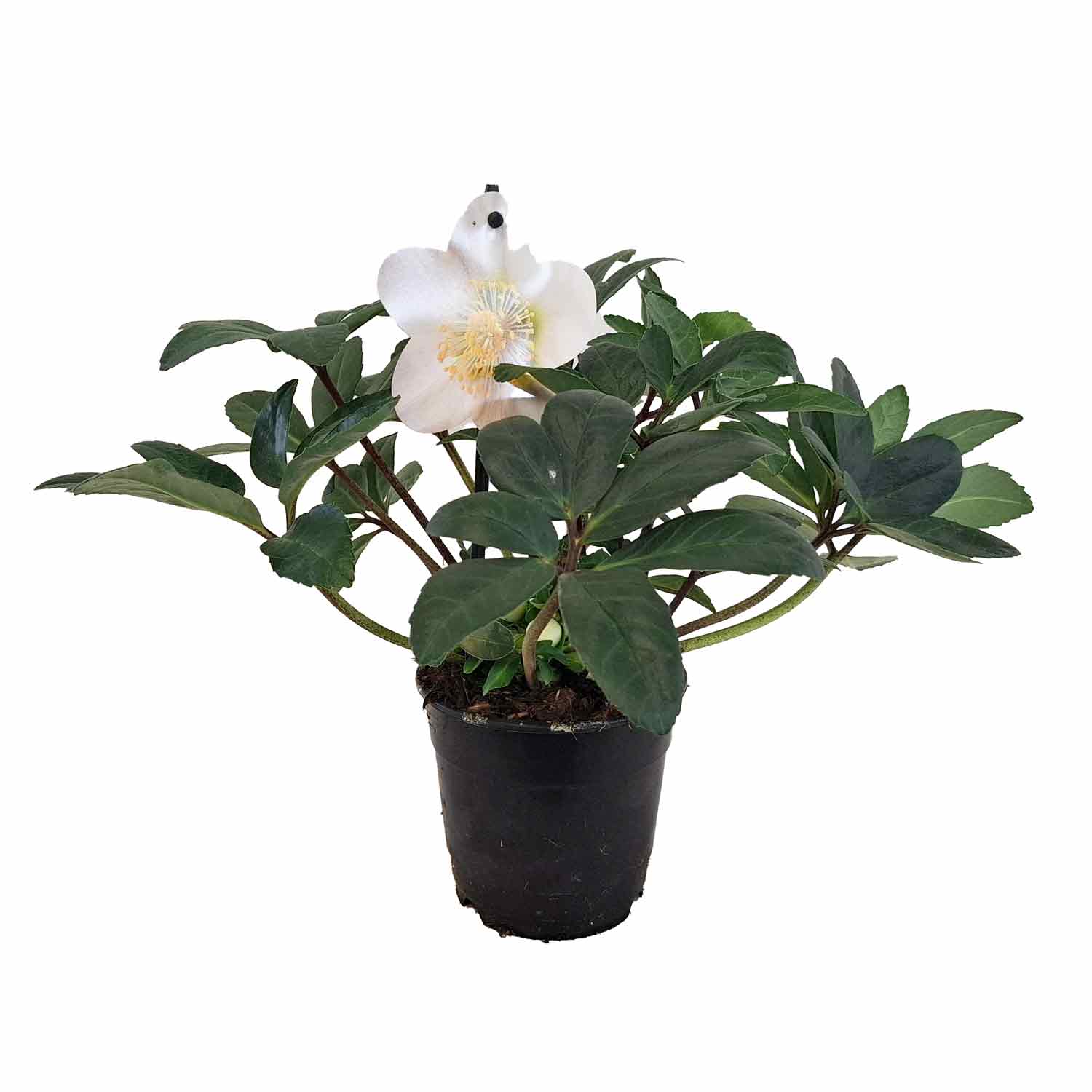 HELLEBORUS NIGER 12 cm. pot.