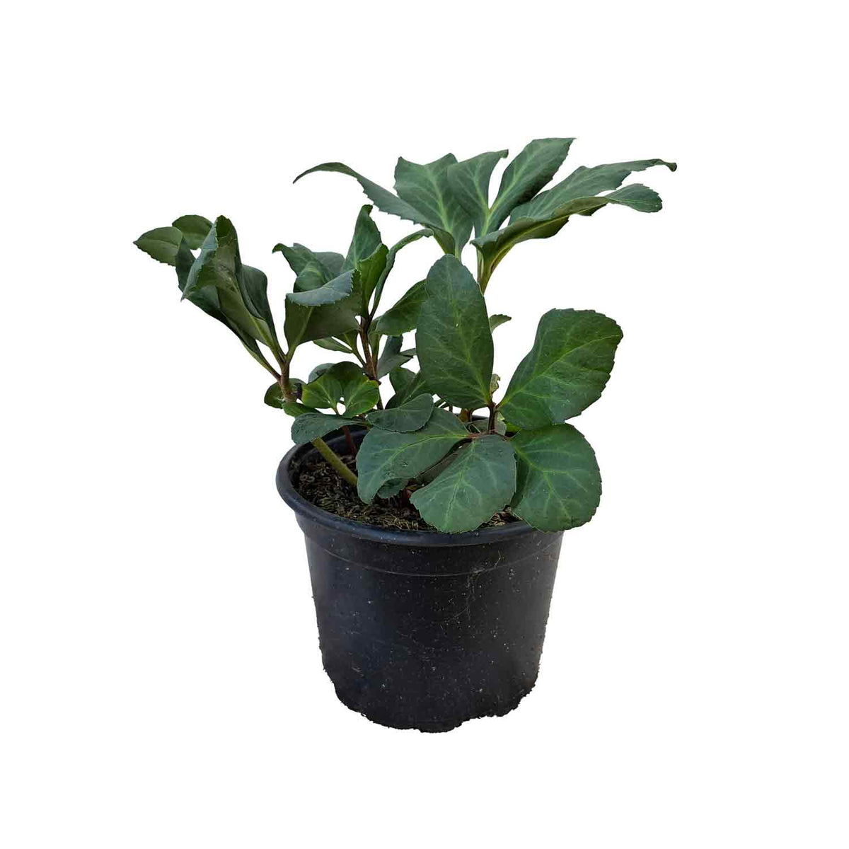 Helleborus Niger Advent star 2L