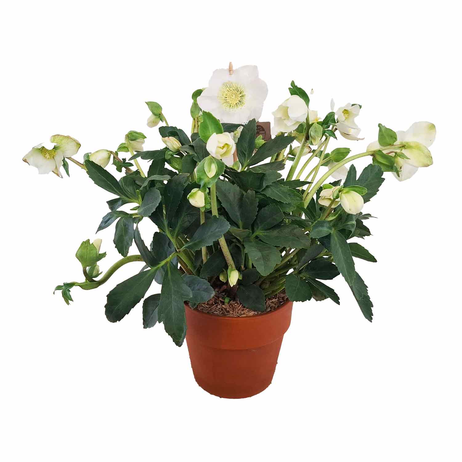 Helleborus niger Natural hvid 15cm