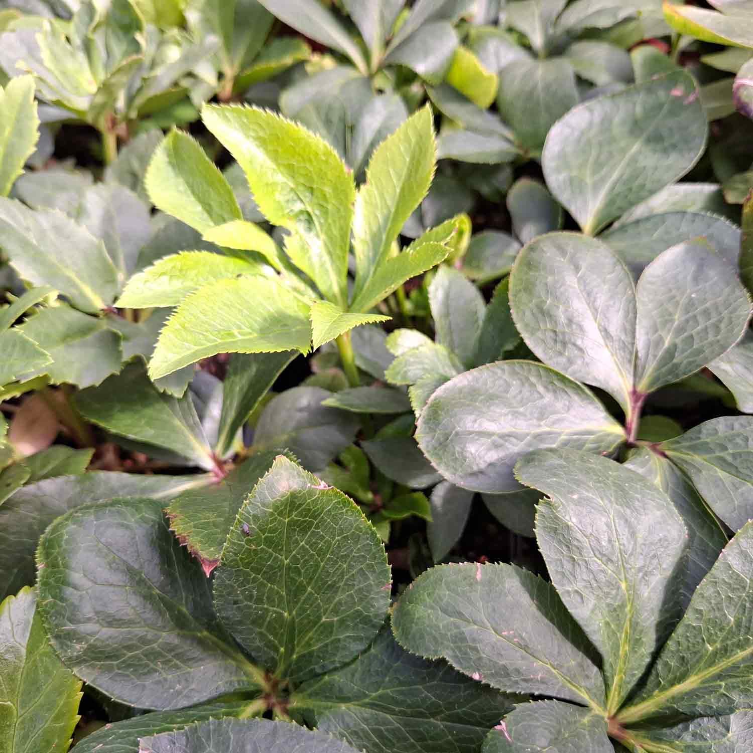 Helleborus n. 'Praecox' P9