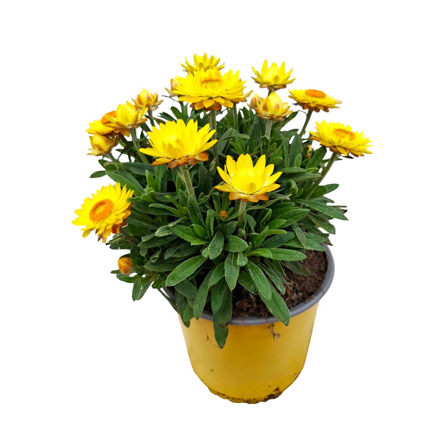 HELYCRISUM BRACTEATUM BUSH D19