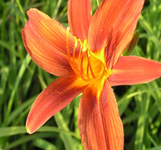 Hemerocallis hyb. 'Sammy Russell' 2 L