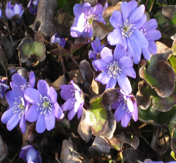 Hepatica nobilis 11C