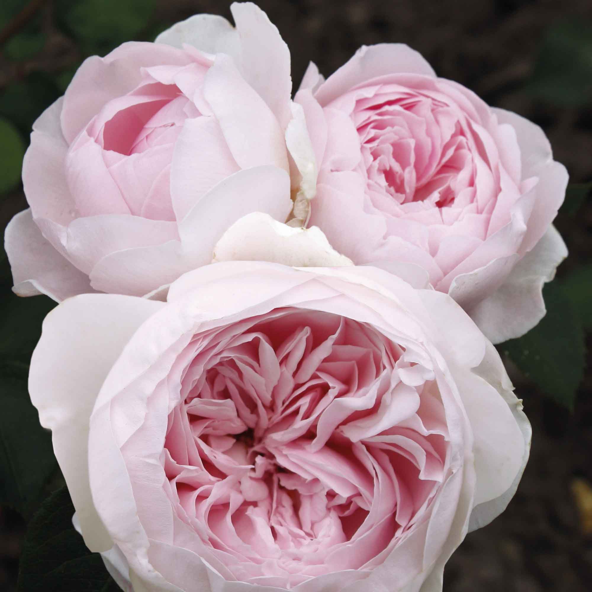 Rose Herzogin Christiana