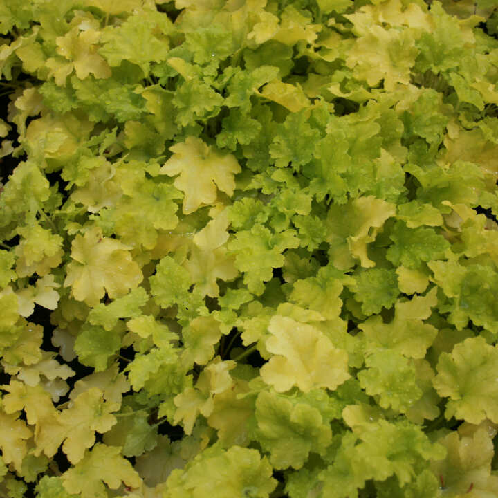 Heuchera mic. 'Lime Marmalade' C17