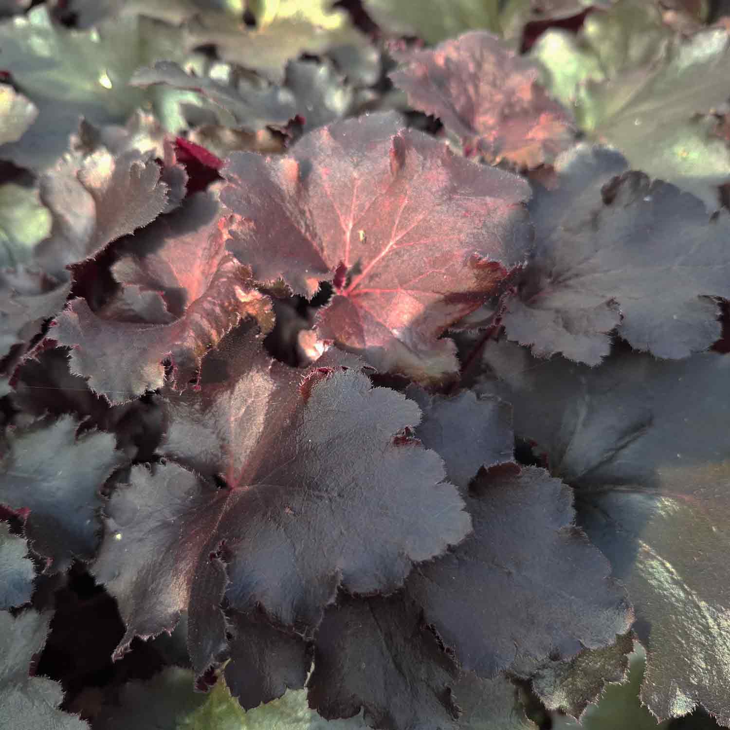 Heuchera 'Rex Black' C3