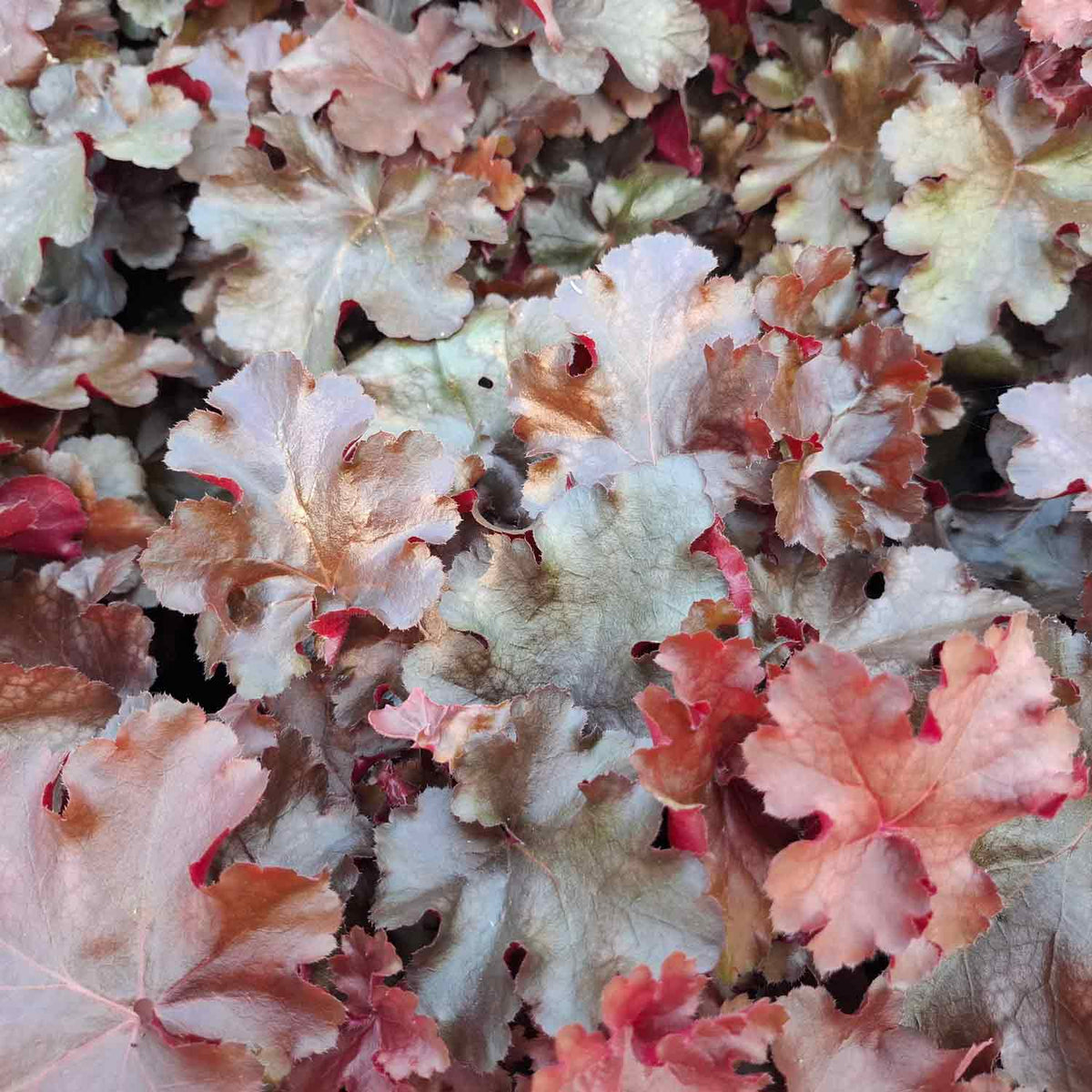 Heuchera 'Rex Fire' C3