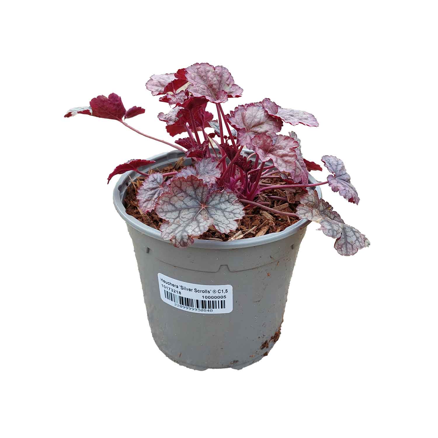 Heuchera 'Silver Scrolls' ® C1.5
