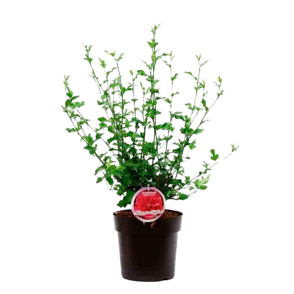 Hibiskus är sur. 'Magenta Chiffon' C4,6 50-60 CM