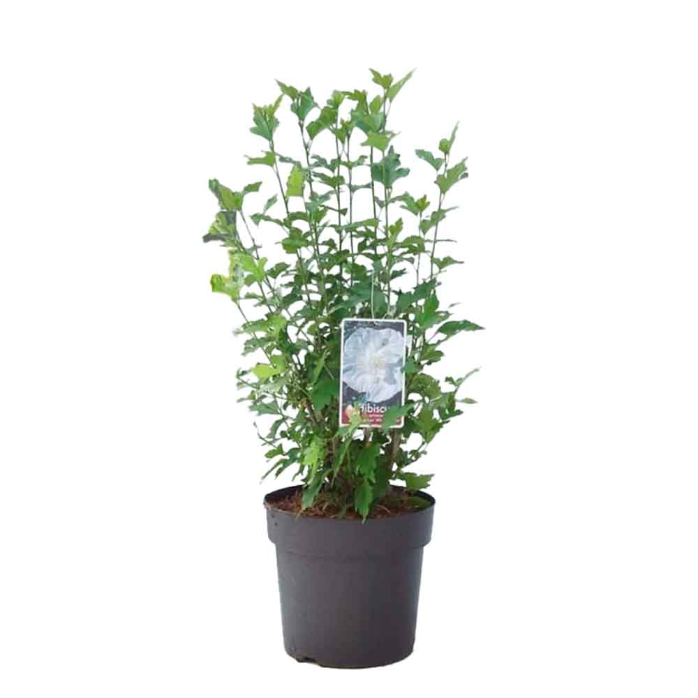 Hibiskus är sur. 'Vit Chiffong' C4,6 50-60 CM