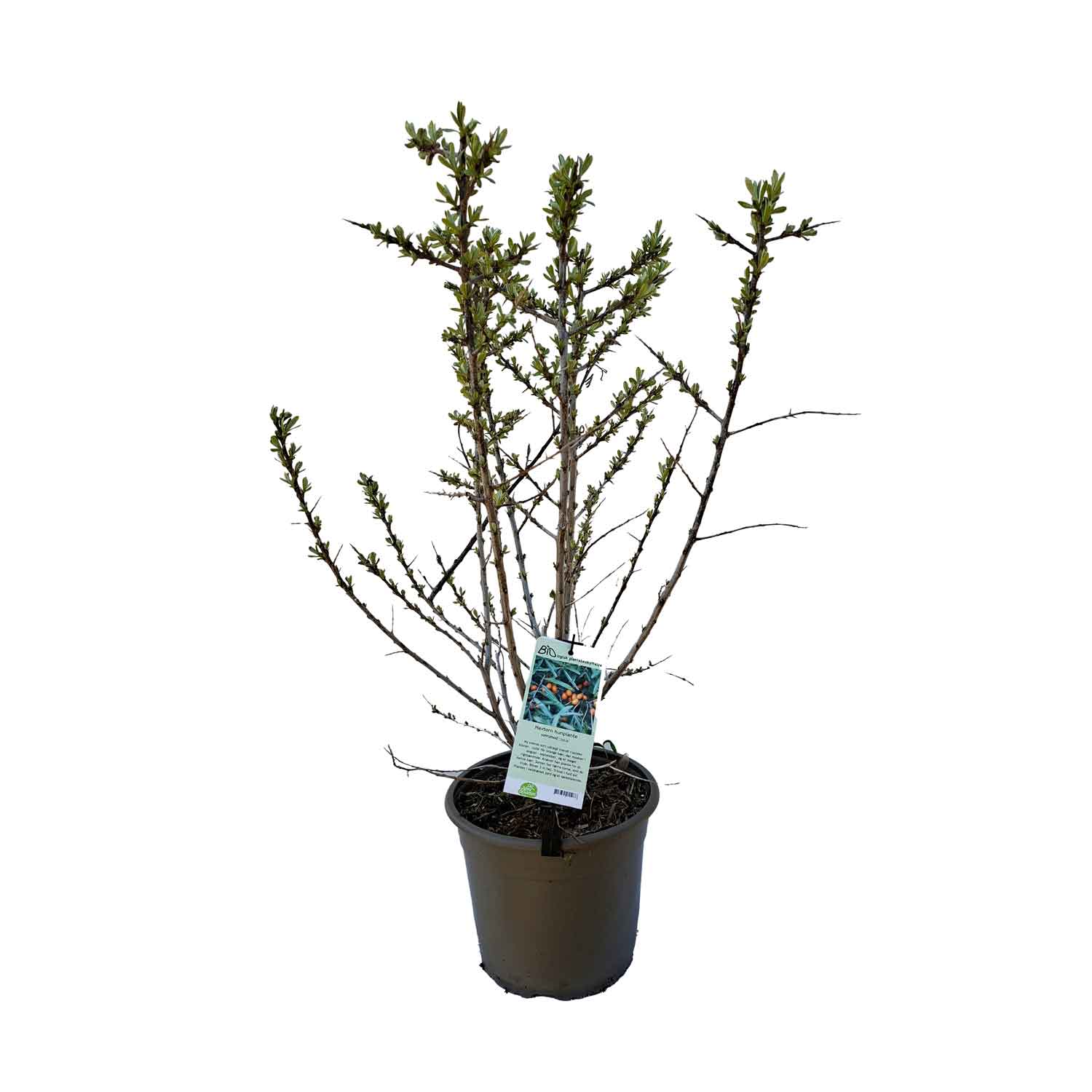 Havtorn - Hippophaë 'Julia' 5L kruka.