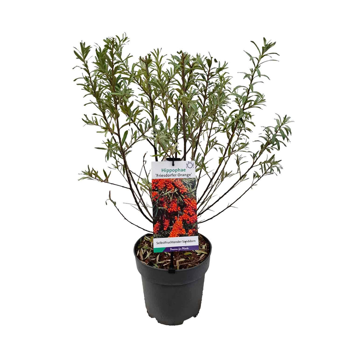 Hippophae rhamn. 'Friesd. Orange' 40-60 C5