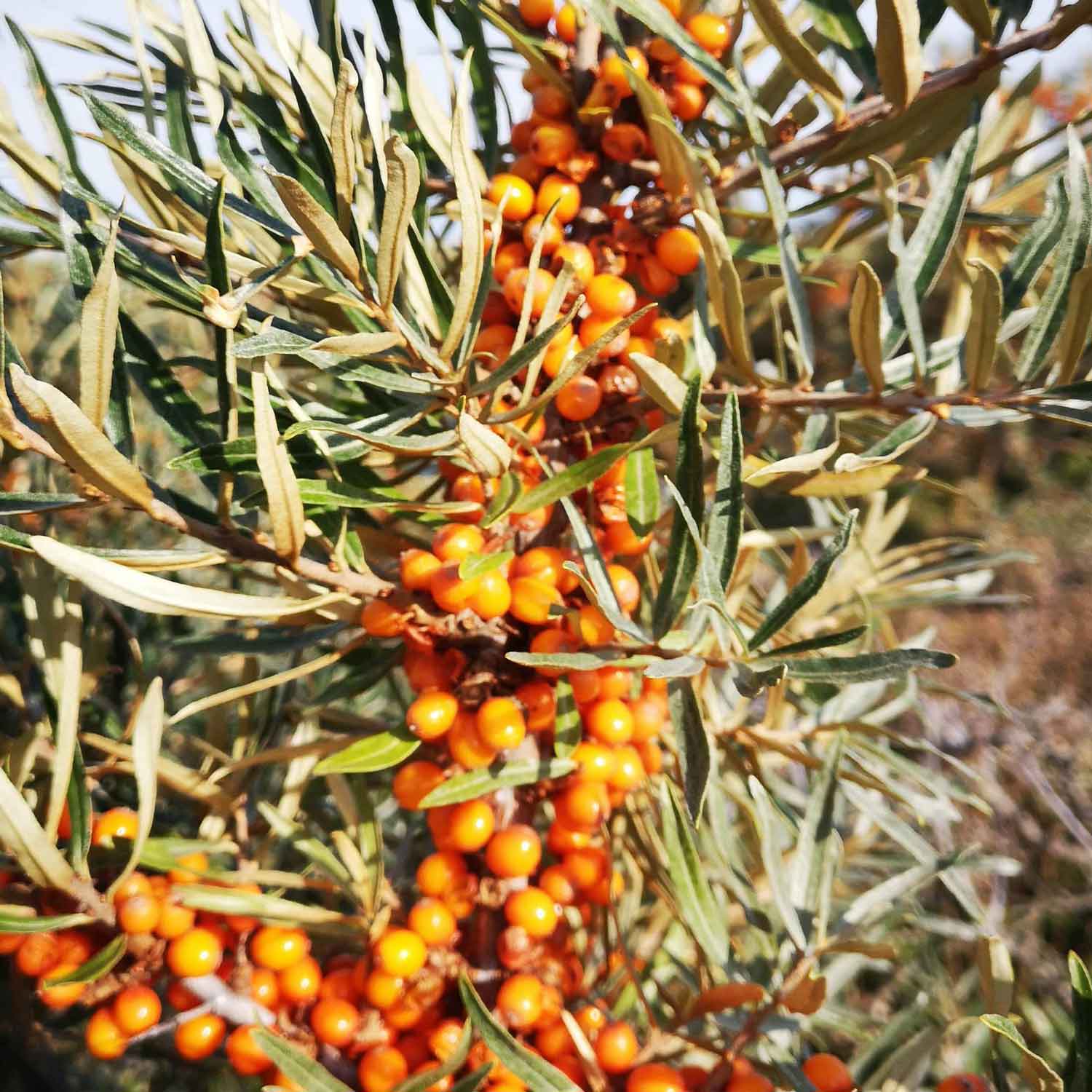 Hippophae rhamnoides 'Leikora' C2 30-40