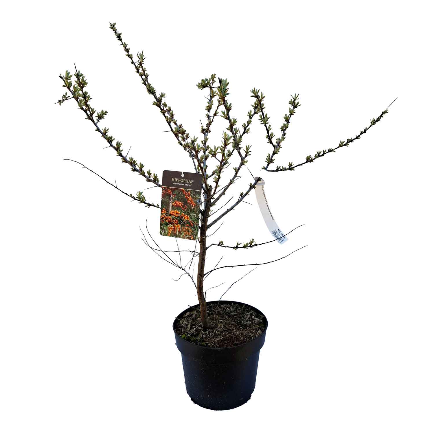 Hippophae rhamnoides i arterna 30-40 C3