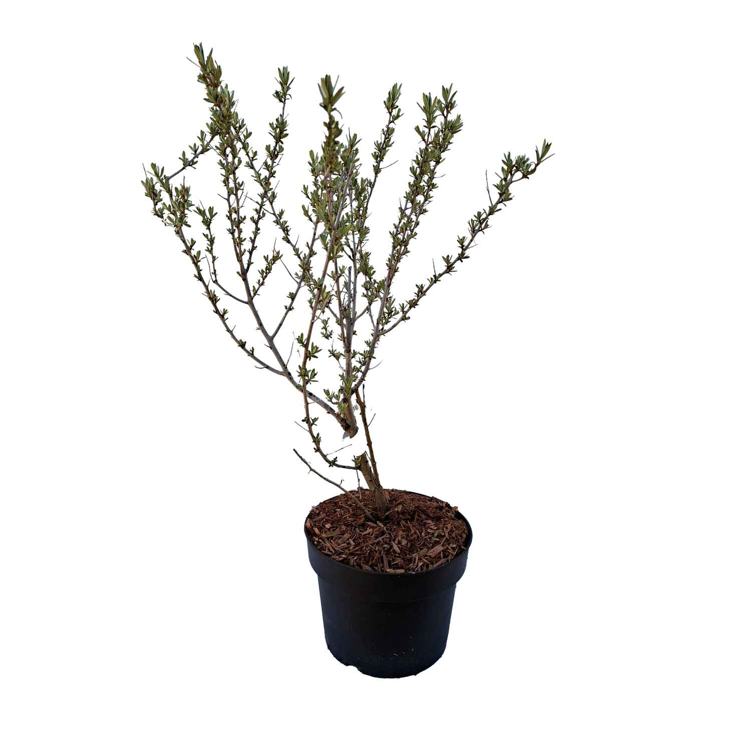 Hippophae rhamnoides 30/40 C3