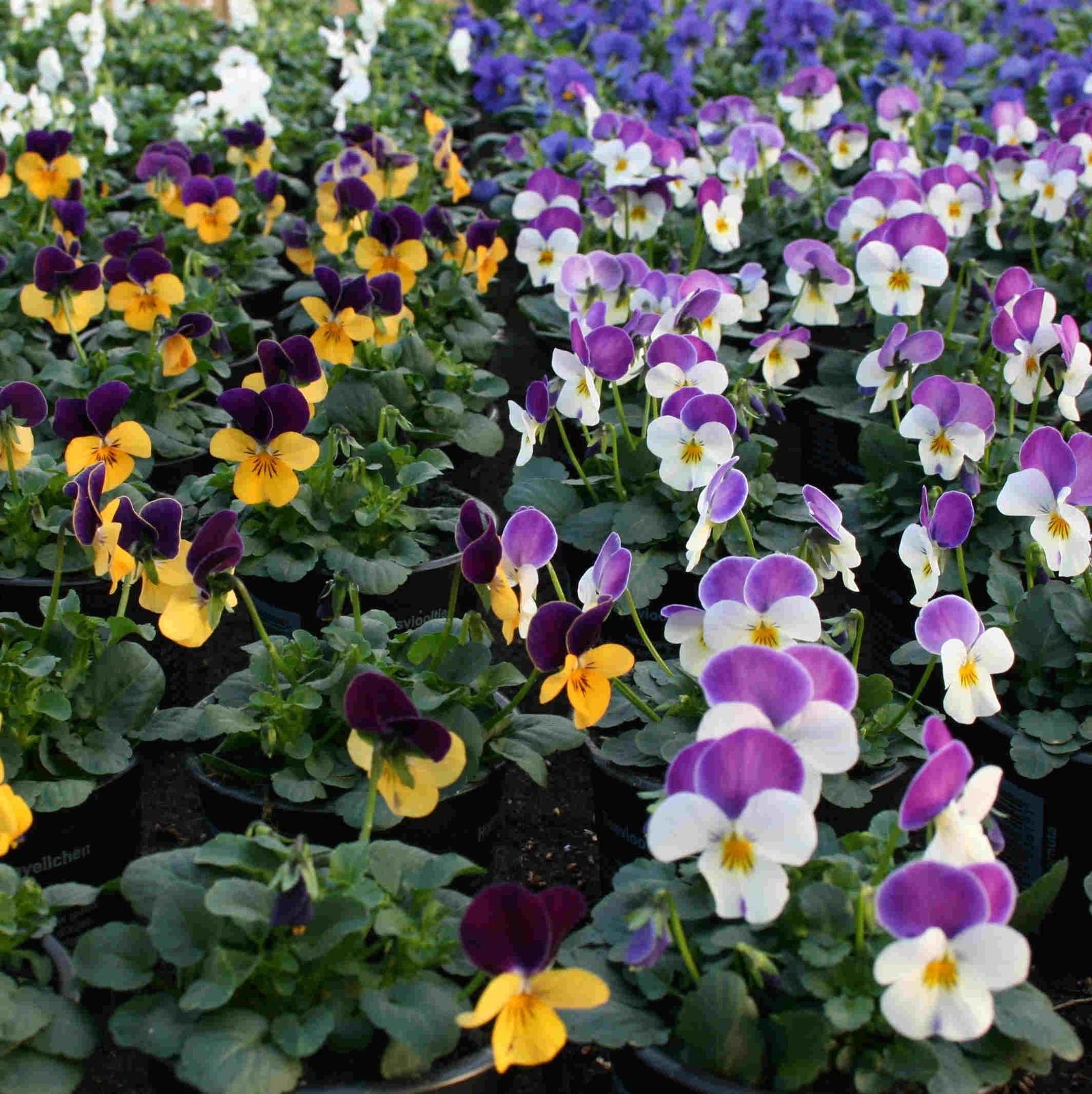 Viola (Cornuta) mixed 9cm