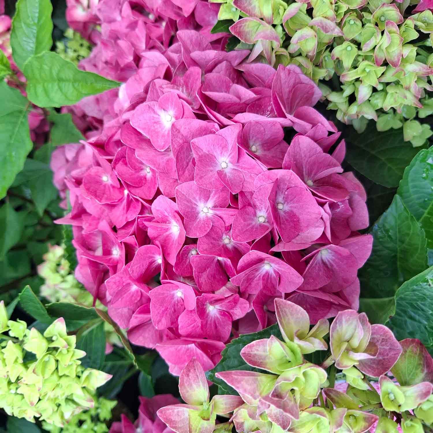 Hydrangea macrophylla. 'Jip Pink' C5 30- 40