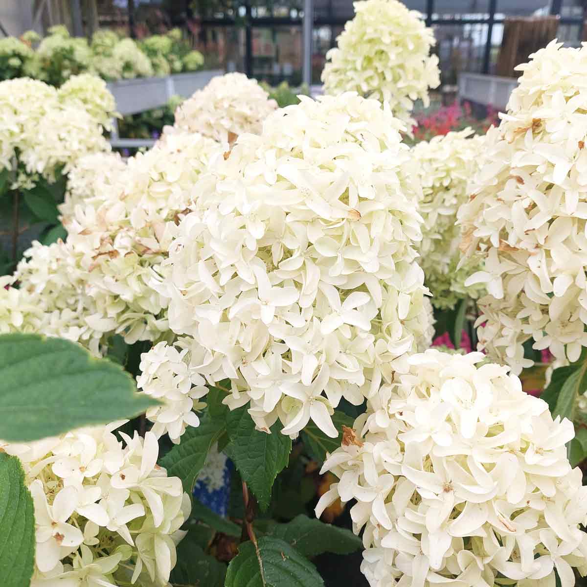 Hydrangea paniculata 'Skyfall' C5