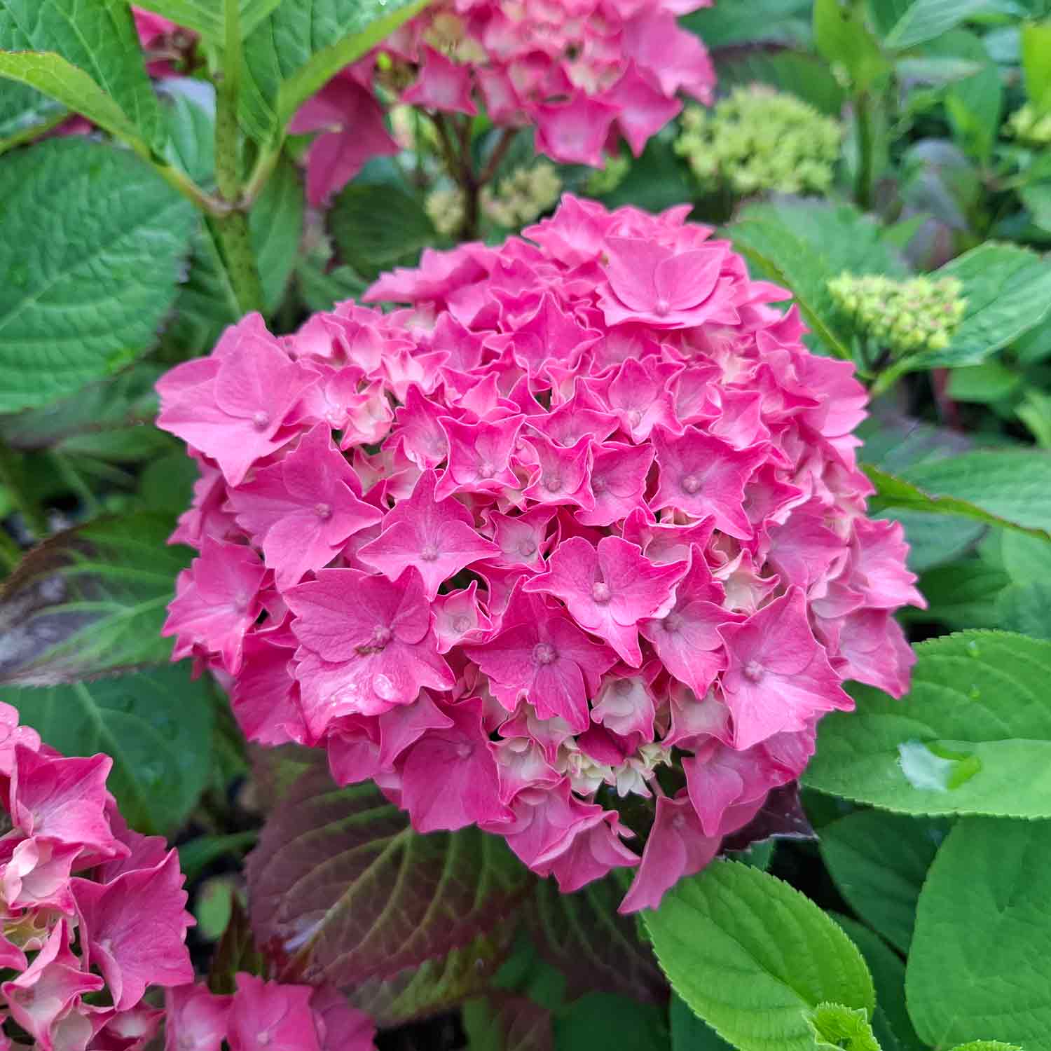 Hydrangea macrophylla 'Rubis Seduction' ® C4,6