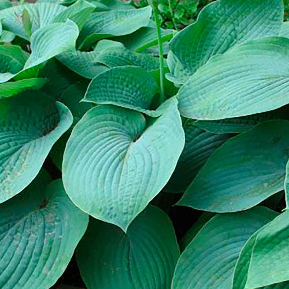 Hosta 'Elegance' P9