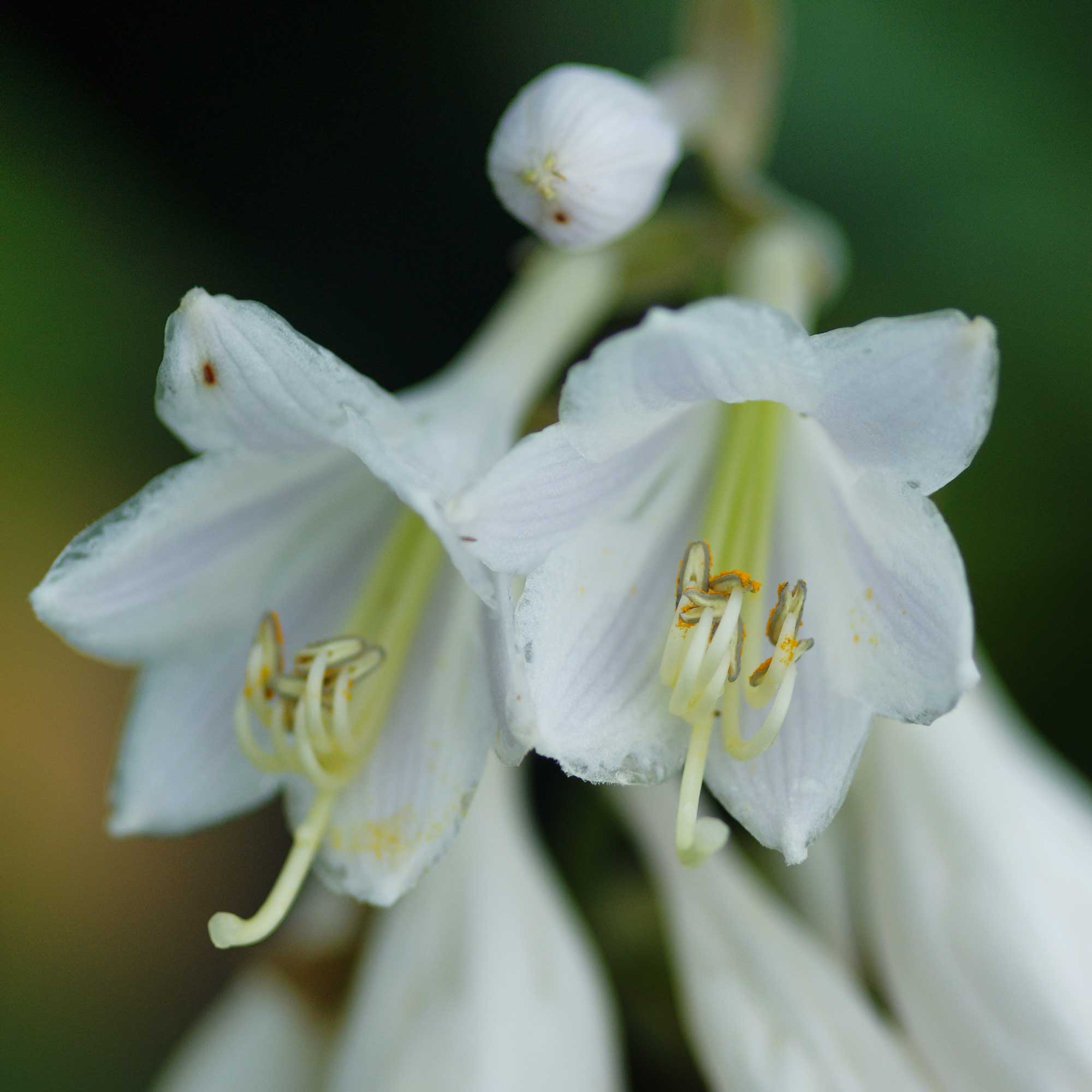 Hosta 'Fragrant Bouquet' P9