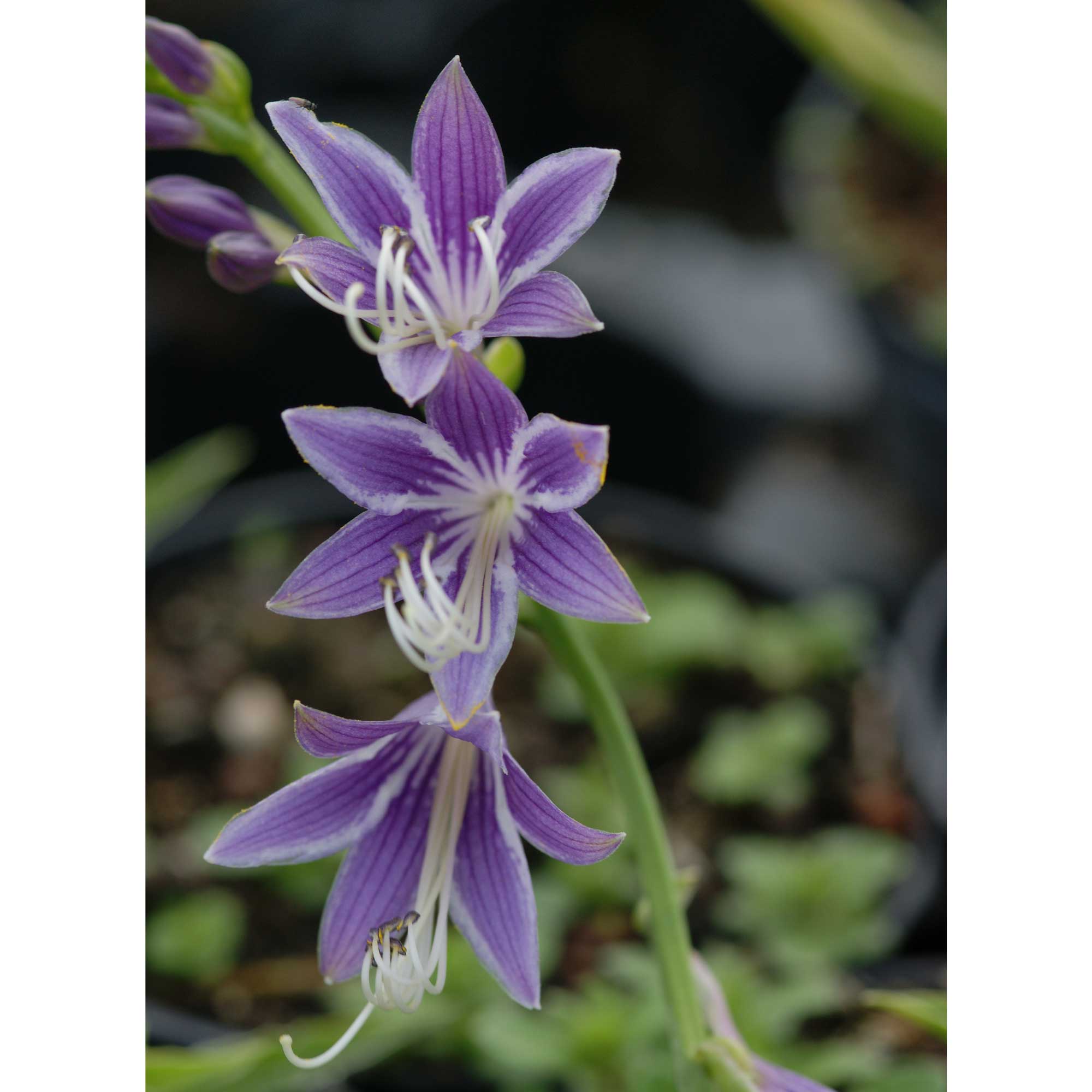 Hosta 'Stiletto' P9