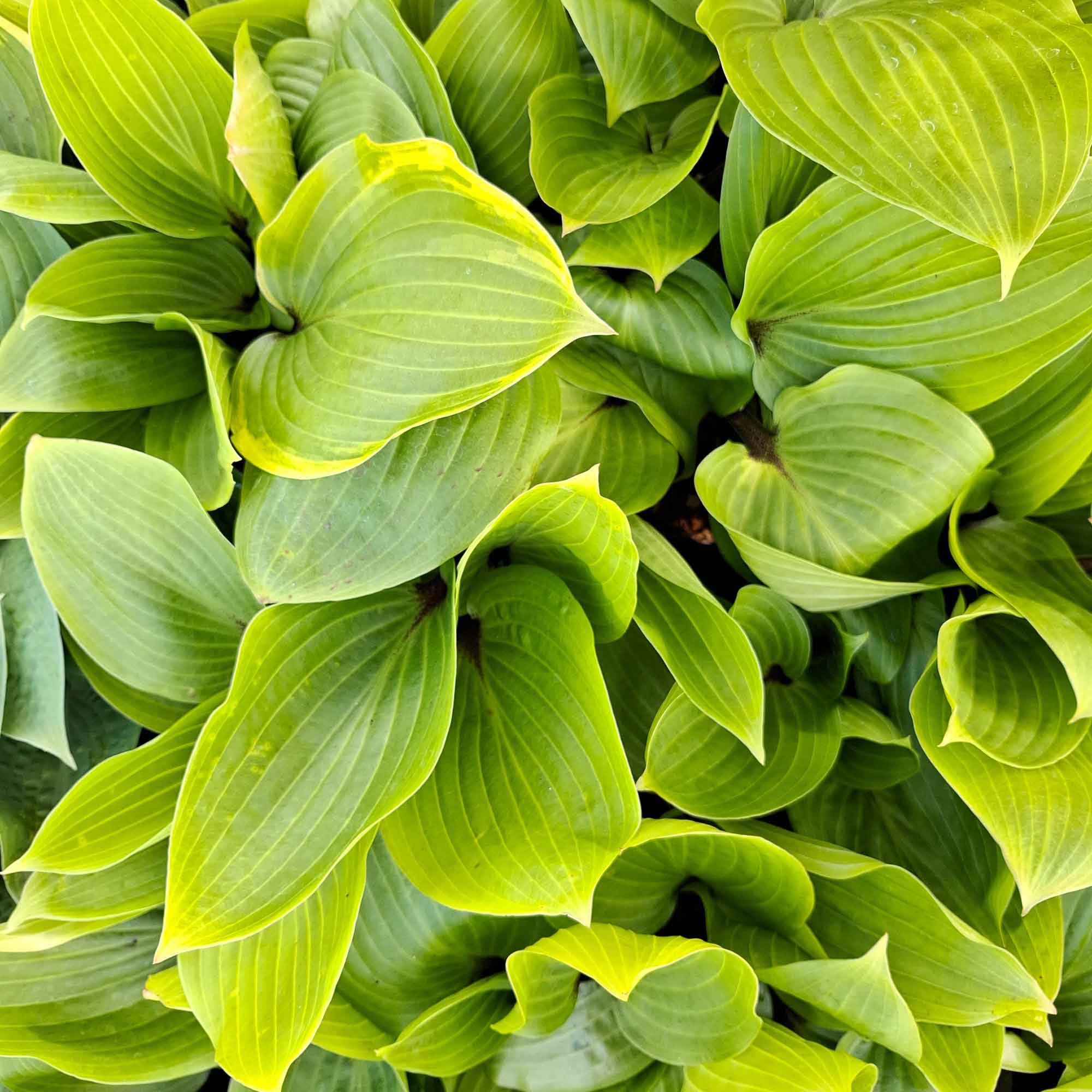 Hosta 'Purple Heart' P9