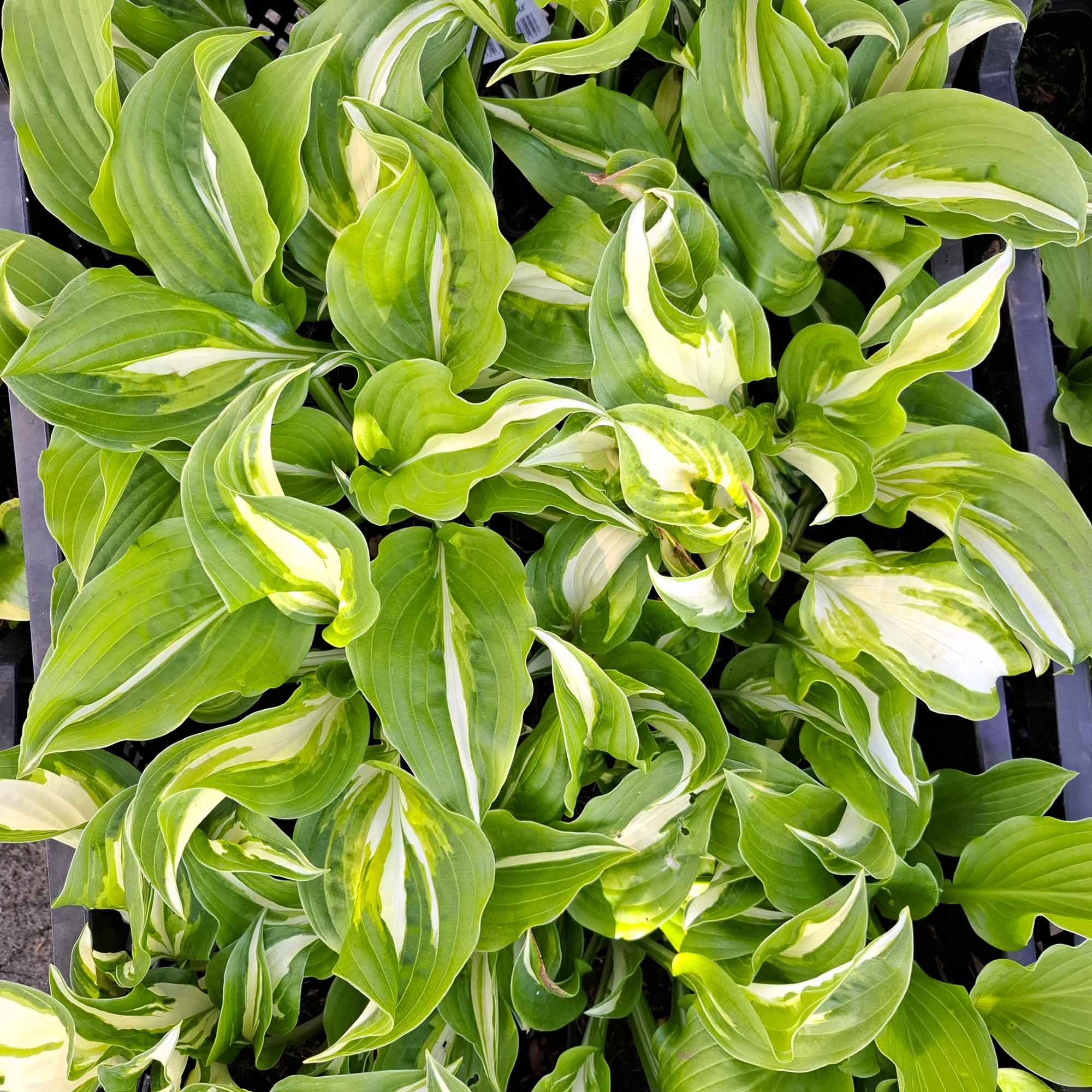Hosta 'Undulata Mediovariegata' P9