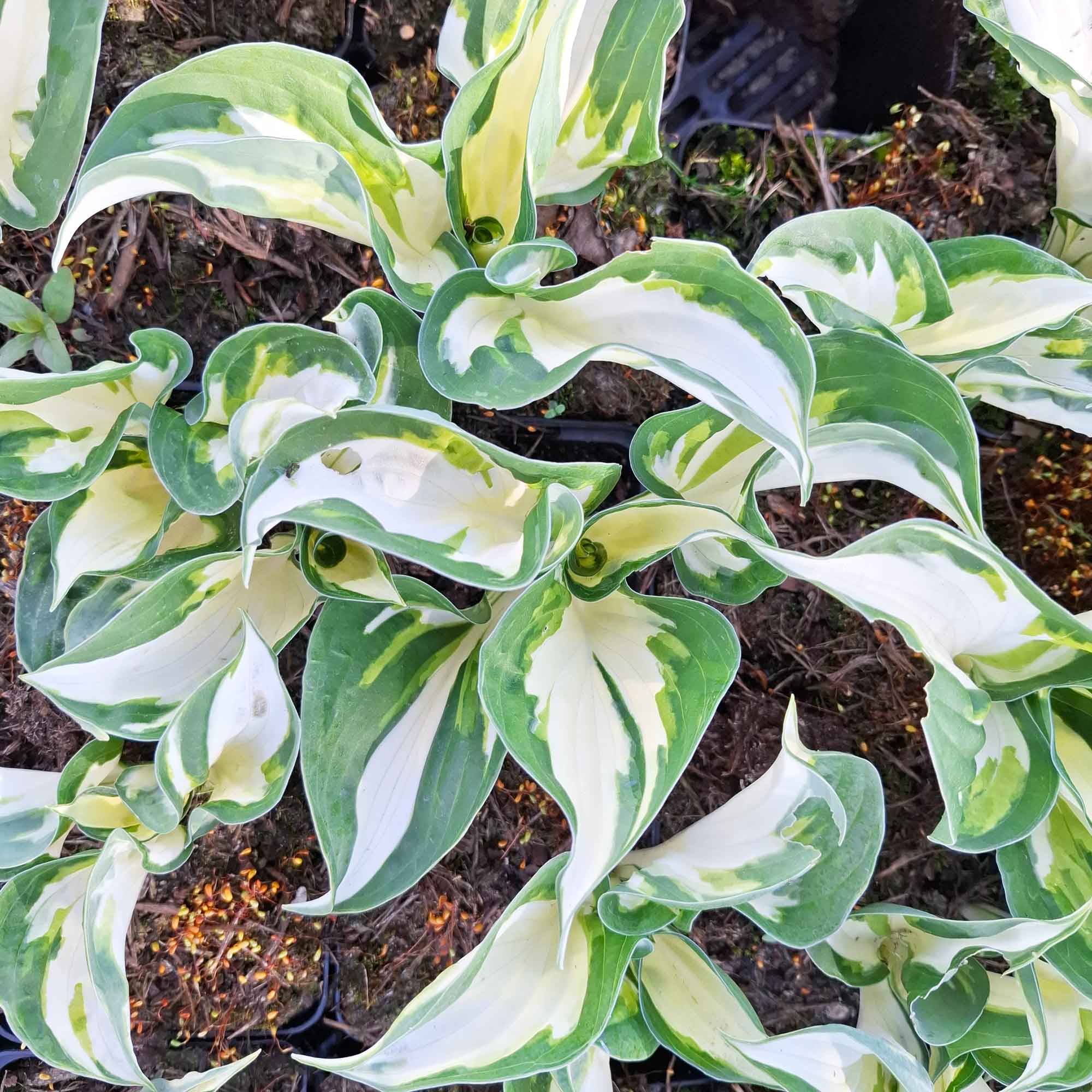 Hosta 'Fire and Ice' P9