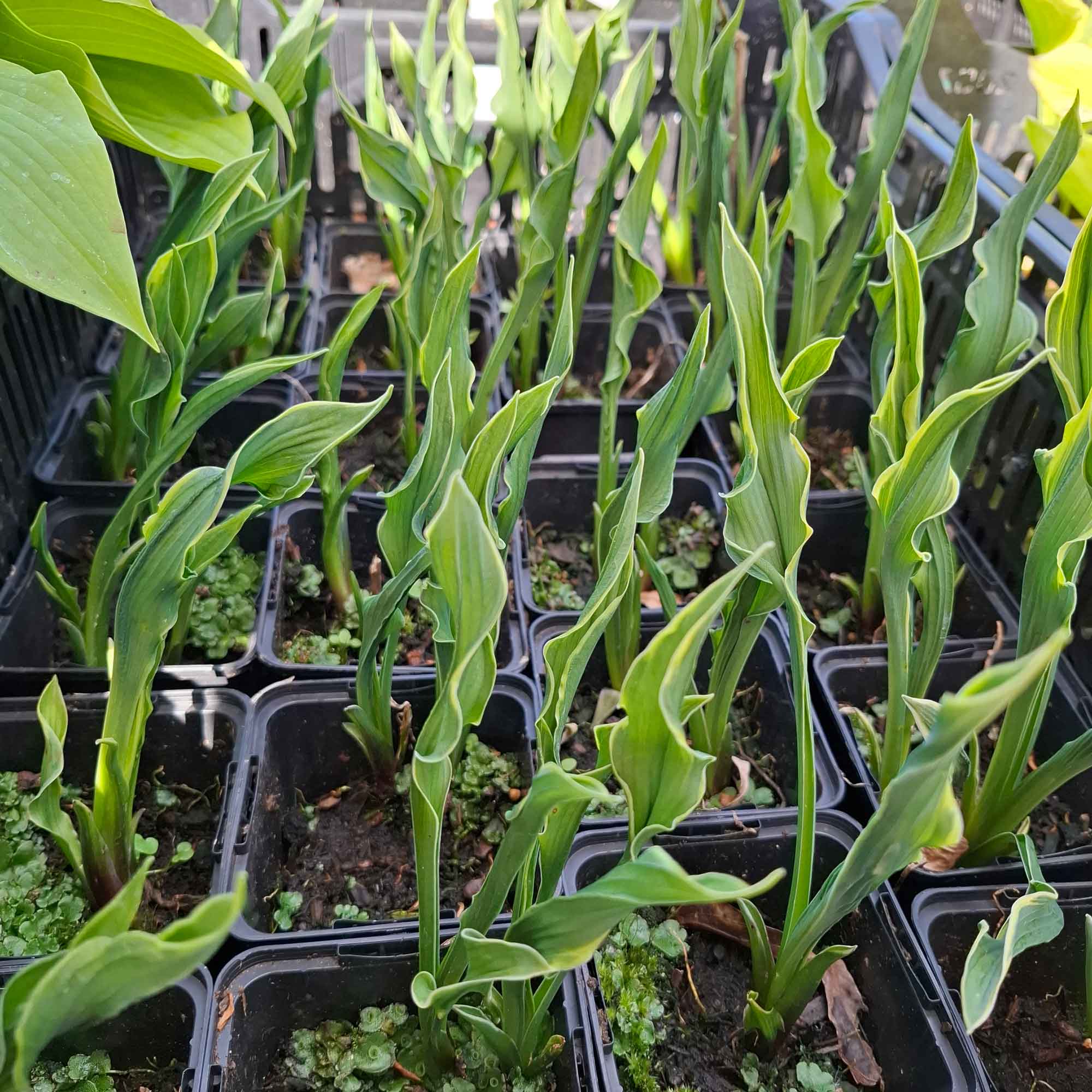 hosta praying hands plant Hosta 'Praying Hands' 9cm