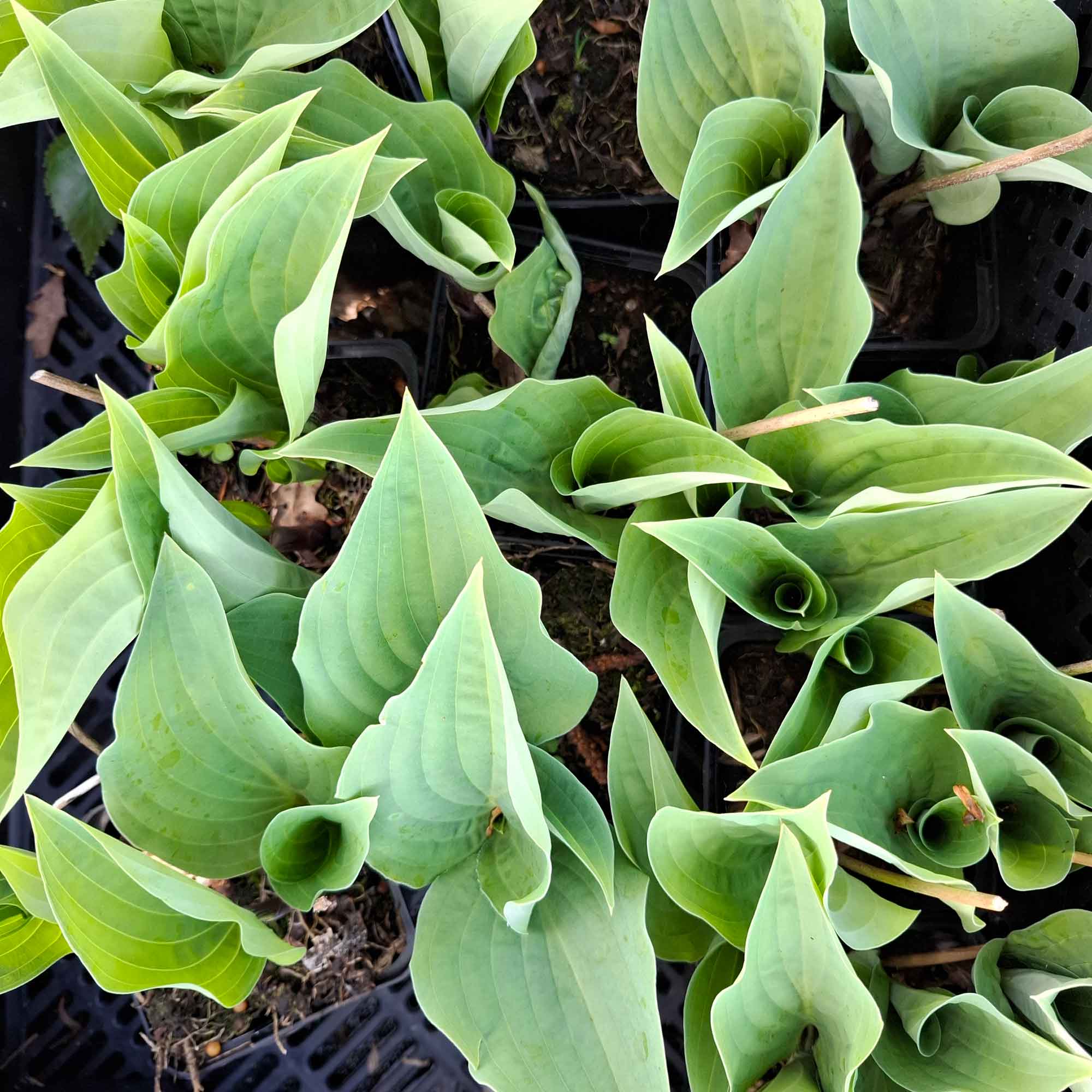 Hosta 'Red Cadet' P9