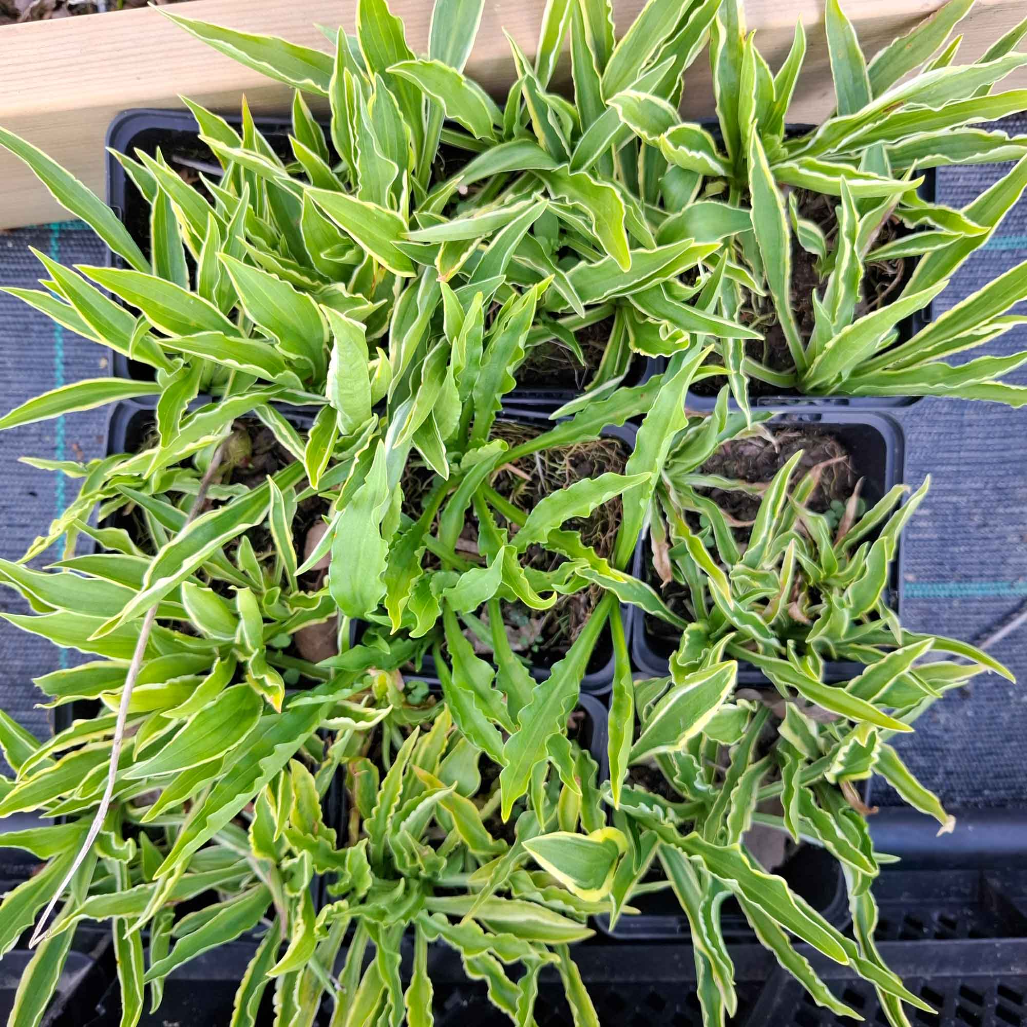 Hosta 'Stiletto' P9